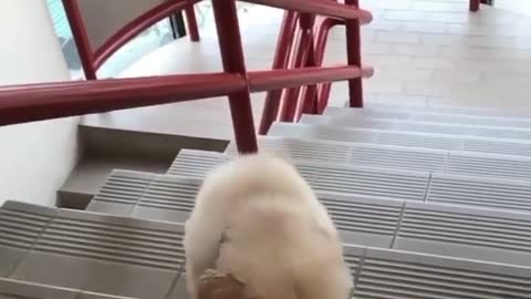 💗 Beautiful puppy trying to climb the last step of the ladder 💗