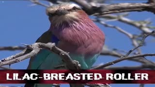 lilac breasted roller