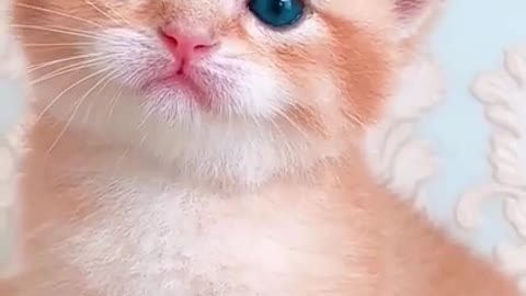 cute cat