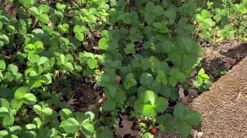 Strawberry Picking