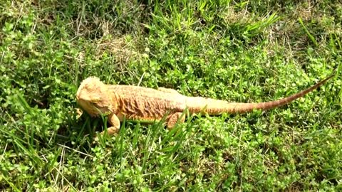 Bearded Dragon Information