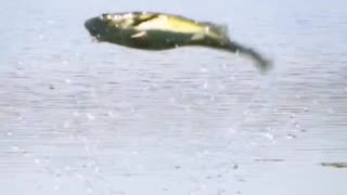Bass Eats Dragon Fly Out Of The Air 🤯