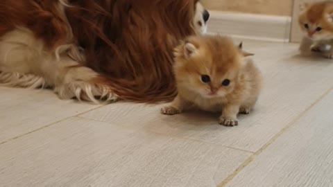 Cavalier King Charles Spaniel Looks After Kittens