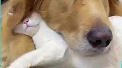 Dogs and cat love