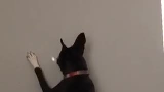 Black dog chases beam of light on a wall