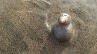 Snail Eats a Crab