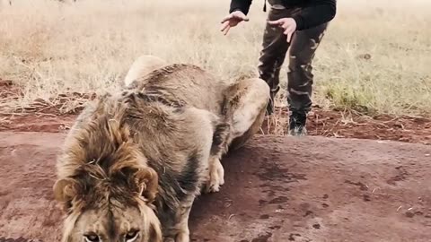 Scaring a lion