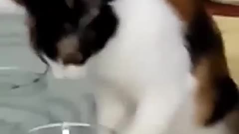 Cute Cat trying to drink water in glass, And washing her hands (paws)