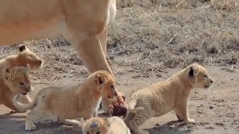 Cute baby lion 2