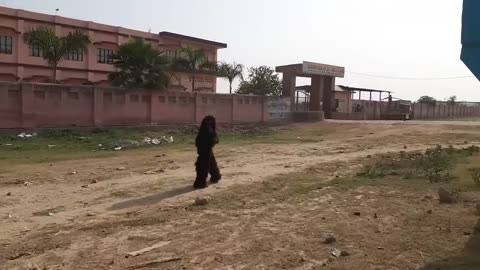 fake small gorilla vs dog prank