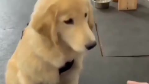 Cute dog following instructions