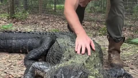 Taming the Wild: Training an Alligator for Human Interaction 🐊🤝