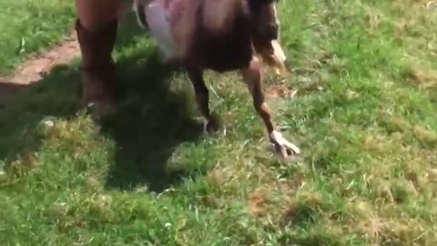 A fainting goat that is kept in American farmland.