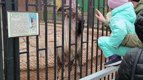 Feeding the goat, funny moment