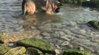 Dog picking up rock with tongue