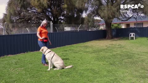 Learn To Teach Your Dog To Sit And Drop