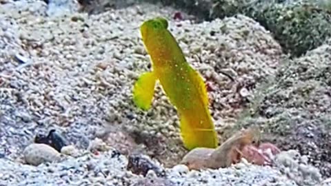 Yellow Prawn-Goby Lives in Symbiosis With Shrimp