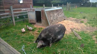 Well Fed Farm Pig and Ducks