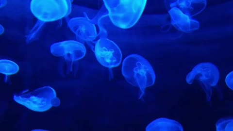 #Beautiful JELLYFISH # with relaxing music# listen to this beautiful music and get relaxed