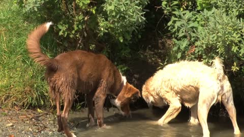 Dogs Smelling Each Other Under Brush