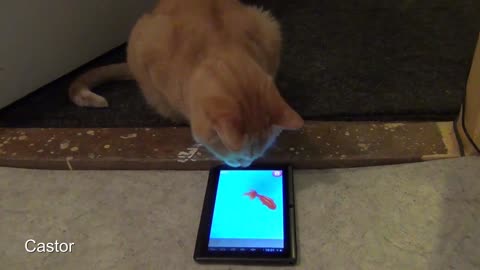 Cats playing catfish game on a tablet