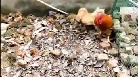 Chicken VS Dog Fight - Have to watch OMGosh!!!😂😂😂😂🤣🤣🤣🤣🤣😂😂😂
