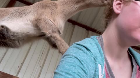 Girl attacked by baby goats