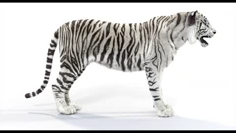 Animated White Tiger 3D Model (Animal) | PROmax3D