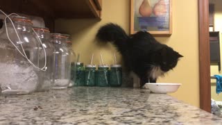 Bootsie the Cat Pushes Bowl off Bench