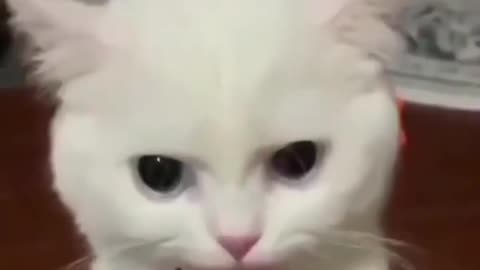 Funny Video of cat eating food