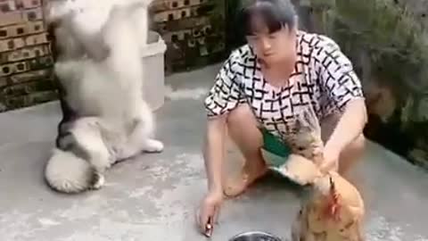 Dog Stops the Owner from killing the Chicken!