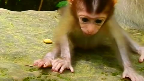 cute baby monkey and mum