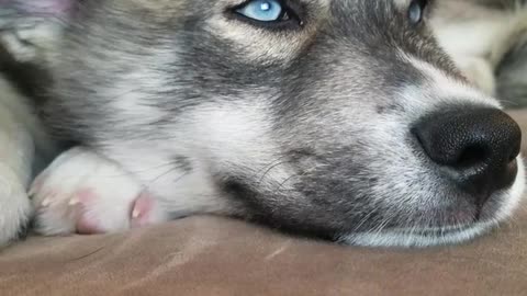 Husky dog with blue eyes enjoy being pet by owner