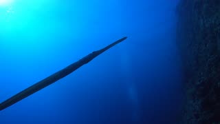 Red Sea SCUBA Diving - Cornetfish on the wall