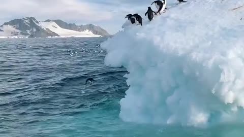 Penguin jumping into water