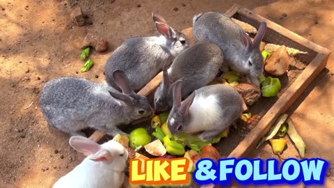 Rabbits feeder mammals