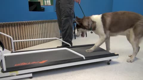 How to train a dog walk or run on treadmill🐶