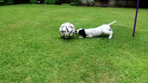 English Pointer puppy 8 weeks old