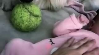 Dog tries comforting crying baby by giving her his tennis ball