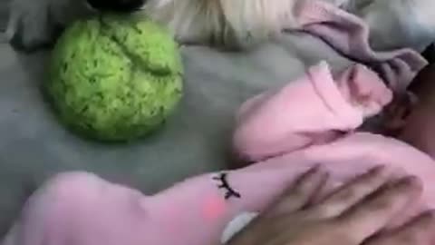 Dog tries comforting crying baby by giving her his tennis ball