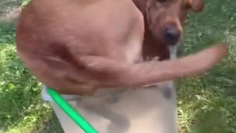 "Funny Dog Fails: When Paws and Claws Go Wrong"