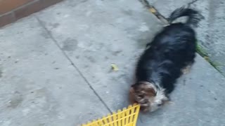 Yorkie Puppy Adorable Attacks a Rake