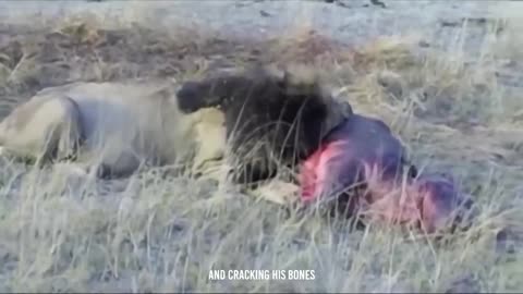 Pride Power: Lions Feast on Hippopotamus in a Gruesome Display of Nature's Might