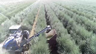 Olive Harvest 2020