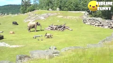 Funny Animal Zoo Comilation 2021 Fail