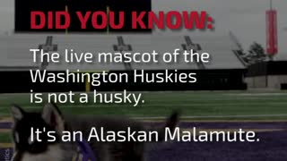 DYK: The Live Mascot of the Washington Huskies Is...