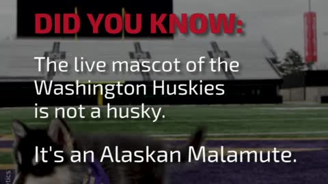 DYK: The Live Mascot of the Washington Huskies Is...