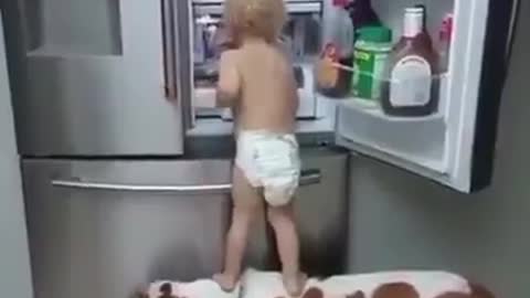 Impressionante Cachorro ajudando o Bebe abrir a Geladeira