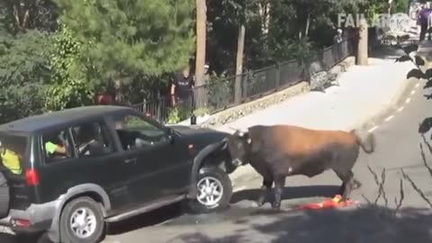 "When Bulls roadrage: SUV Edition!