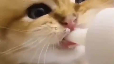 Cute Kitten Nibbles on Milk Bottle